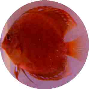 Chocolate Discus Fish - 2.5 inch